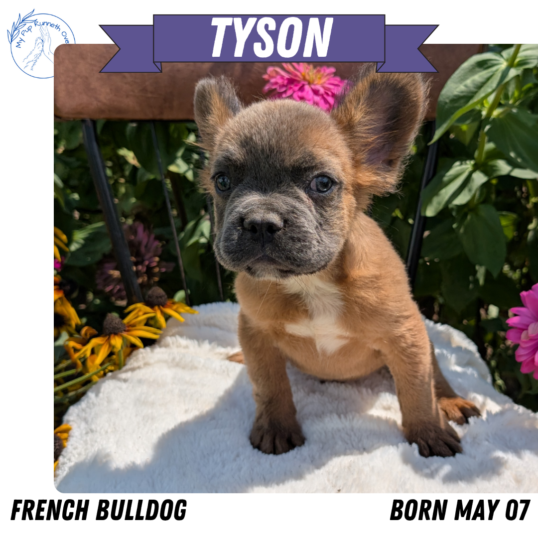 FRENCH BULLDOG (05/07) MALE