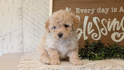 MALTIPOO (APR 05) FEMALES