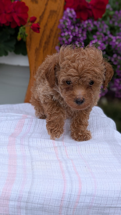 TOY POODLE (JUN 15) MALE