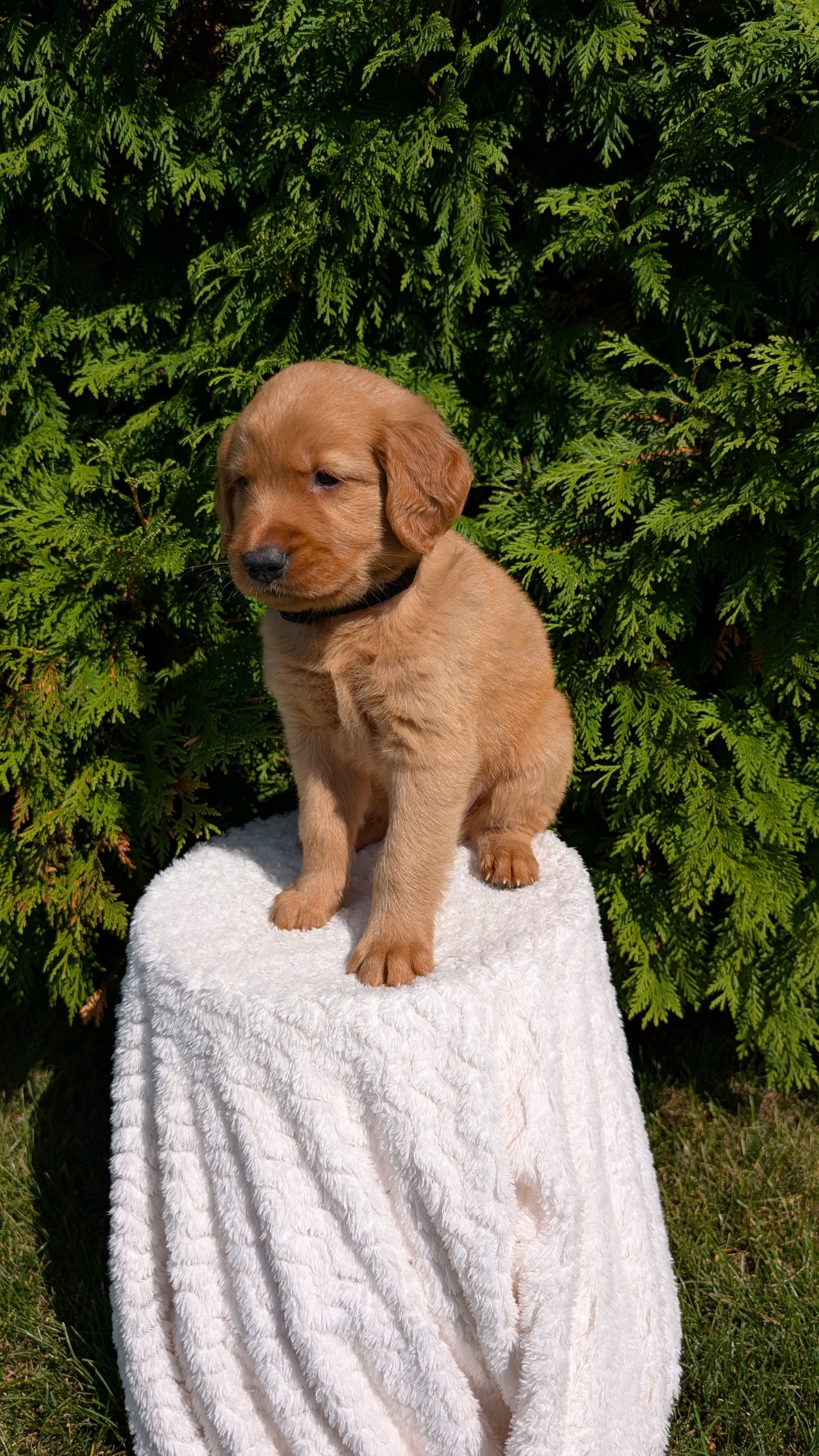 GOLDEN RETRIEVER (07/16) FEMALE