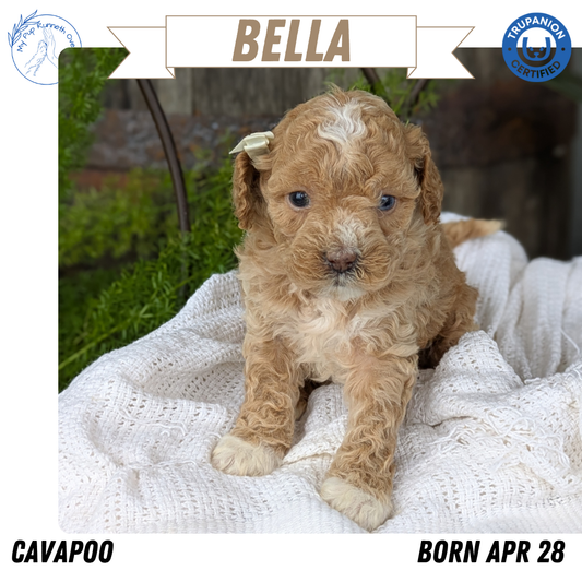 CAVAPOO (04/28) FEMALE