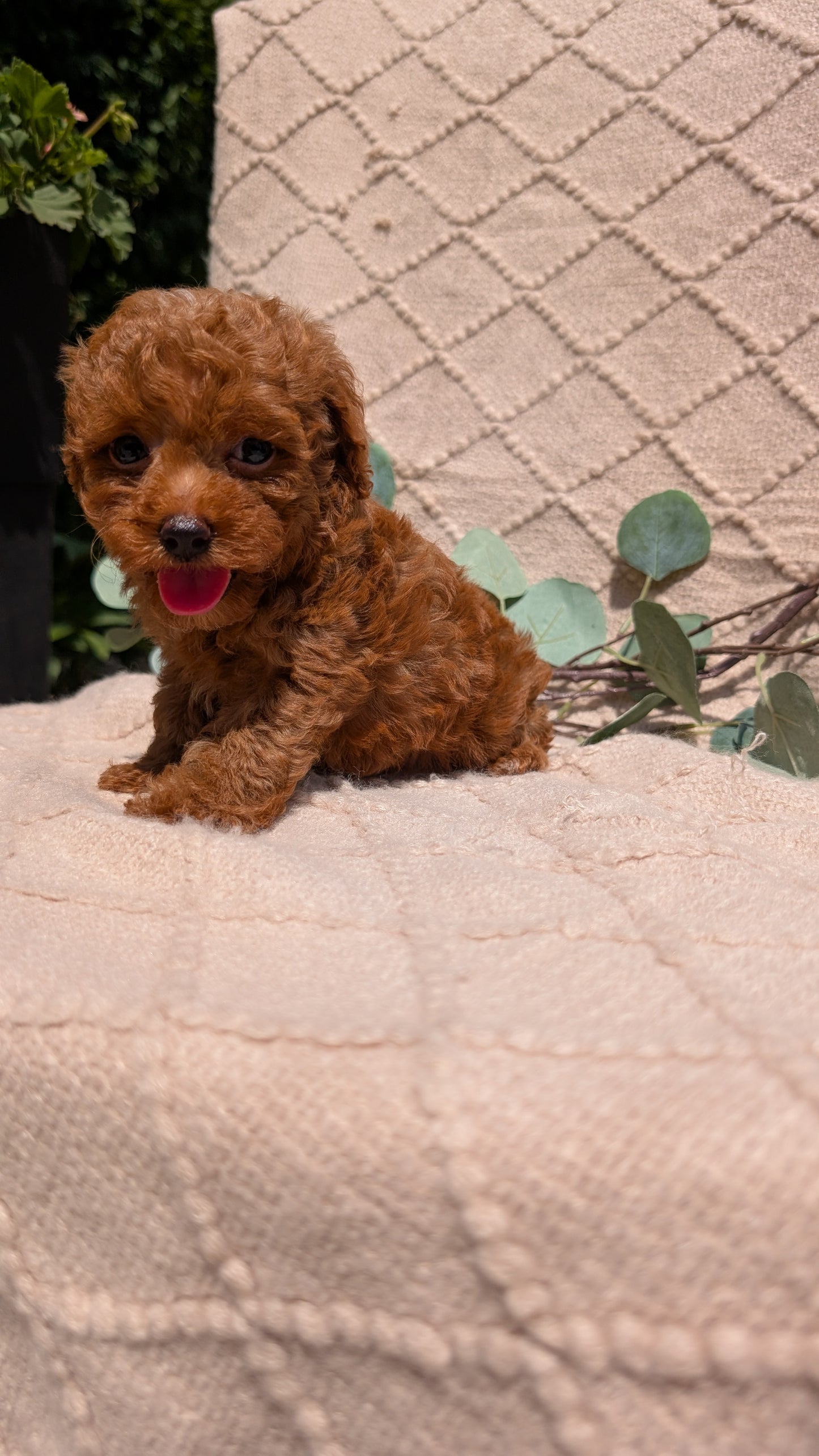 COCKAPOO (05/31) MALE