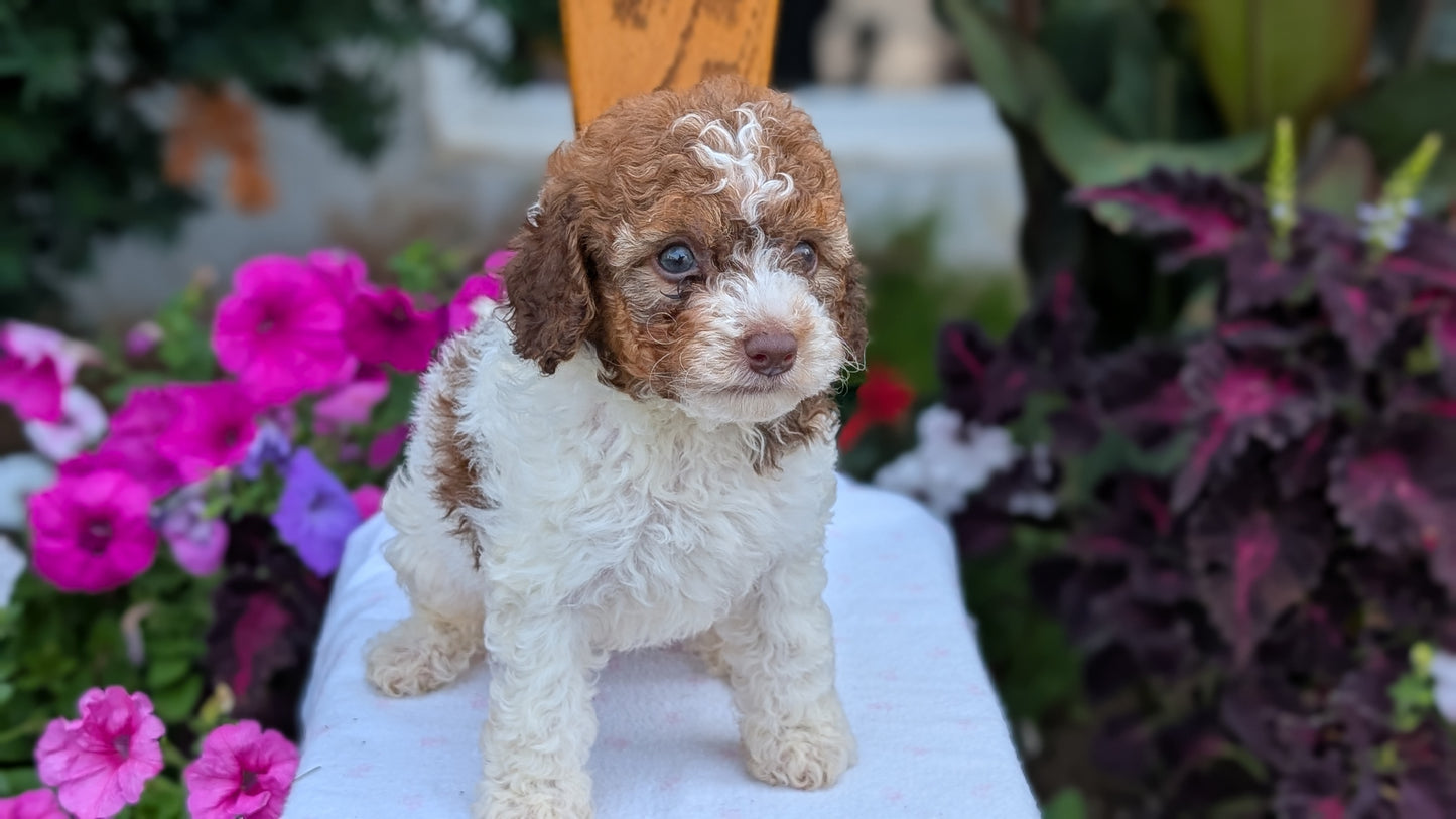 MALTIPOO (JUN 11) MALES