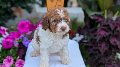 MALTIPOO (JUN 11) MALES