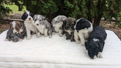 MINI BERNEDOODLE (09/24) FEMALE