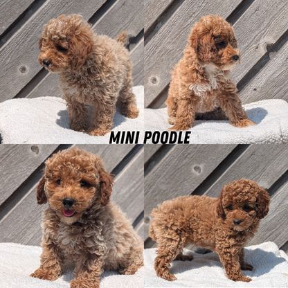 MINI POODLE (MAY 12) FEMALES
