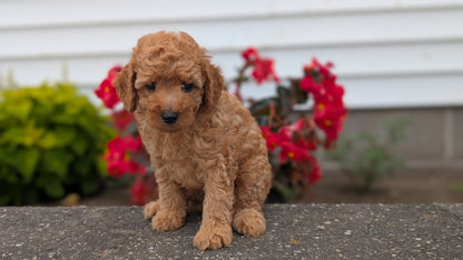 TOY POODLE (07/04) MALE