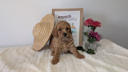 MINI POODLE (06/29) MALE