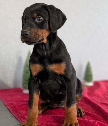 DOBERMAN PINSCHER (OCT 17) FEMALES