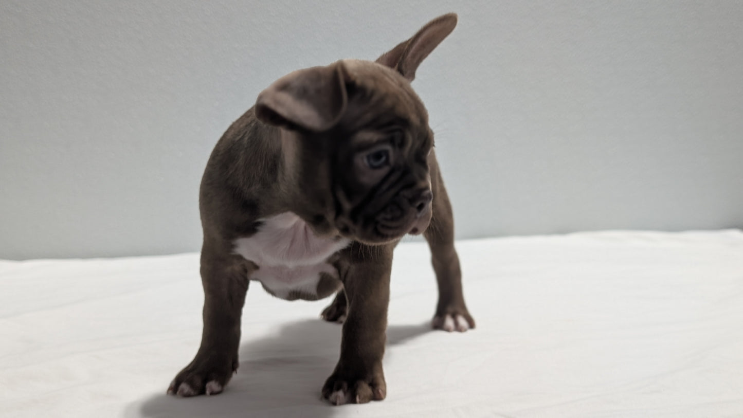 FRENCHTON (NOV 15) FEMALES