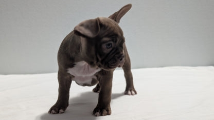 FRENCHTON (NOV 15) FEMALES