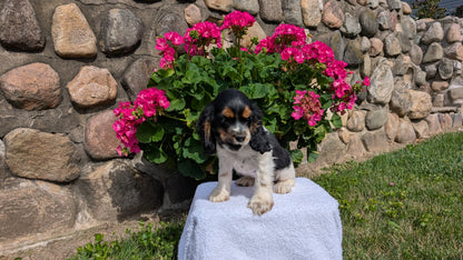 COCKER SPANIEL (07/16) FEMALE