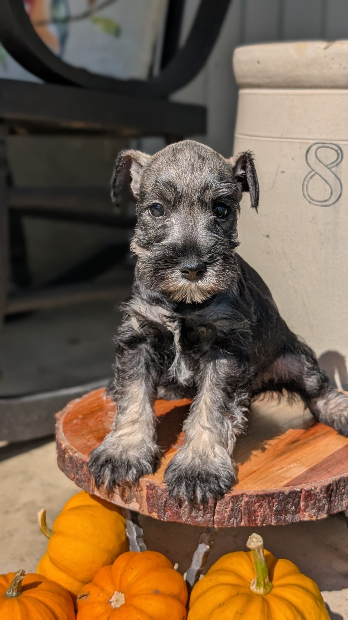 MINI SCHNAUZER (AUG 24) 8 FEMALES