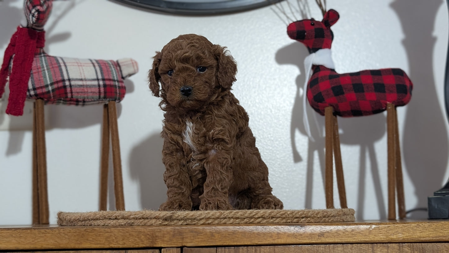 MINI POODLE (NOV 14) MALES