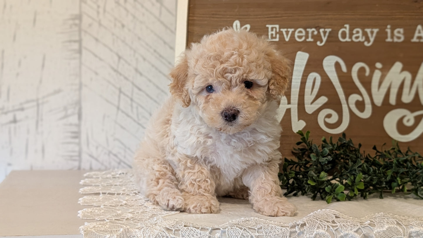 MALTIPOO (APR 05) FEMALES