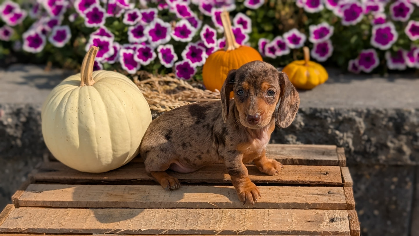 MINI DACHSHUND (08/19) FEMALE