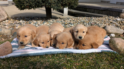 GOLDEN RETRIEVER (02/01) FEMALE