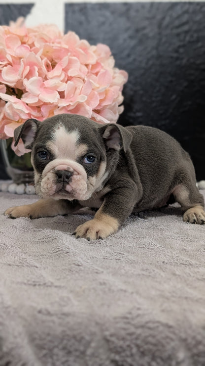 ENGLISH BULLDOG (FEB 09) FEMALES