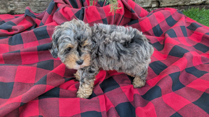 COCKAPOO (09/28) MALE