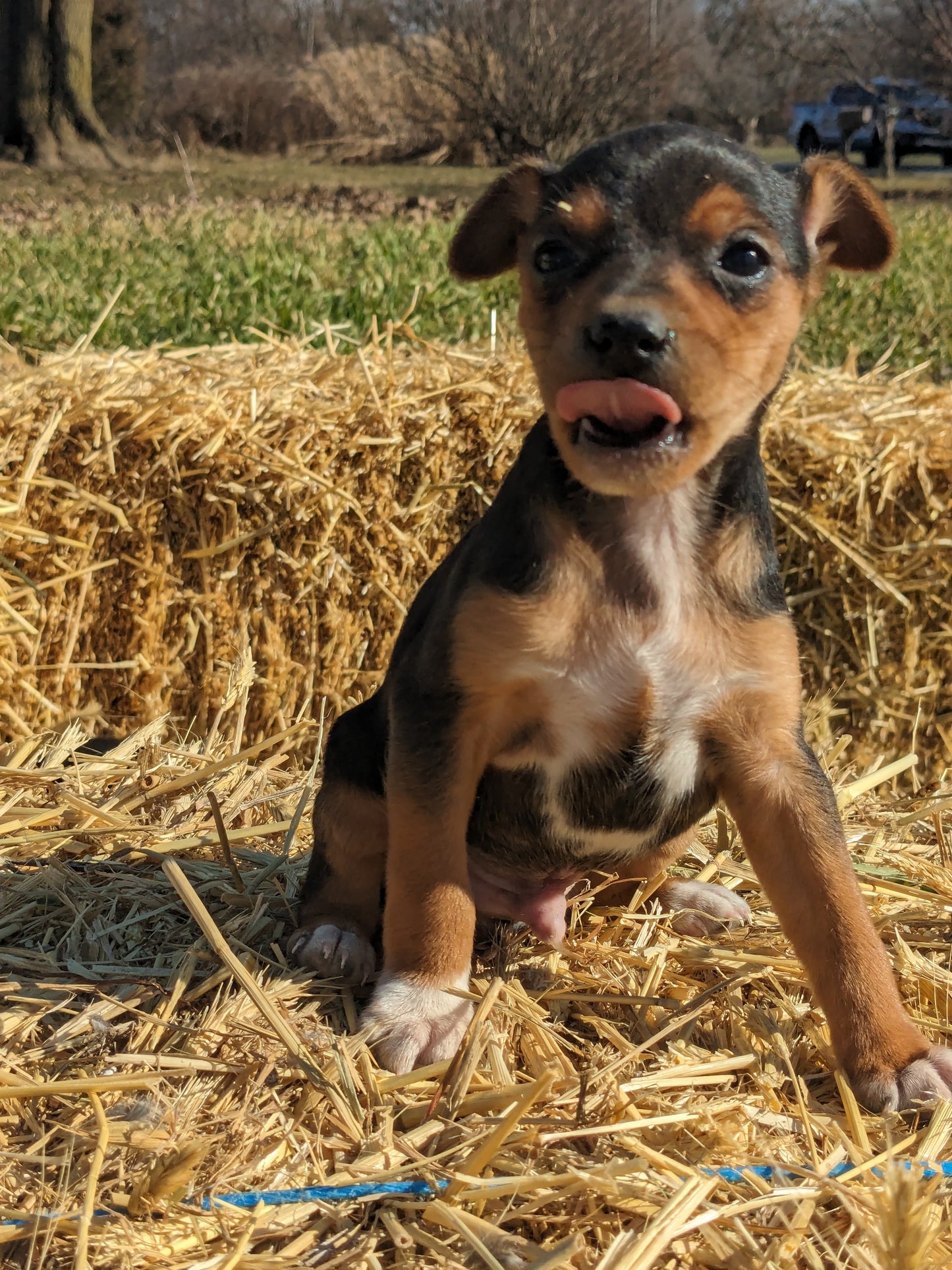 MINI PINSCHER (1/11) MALE