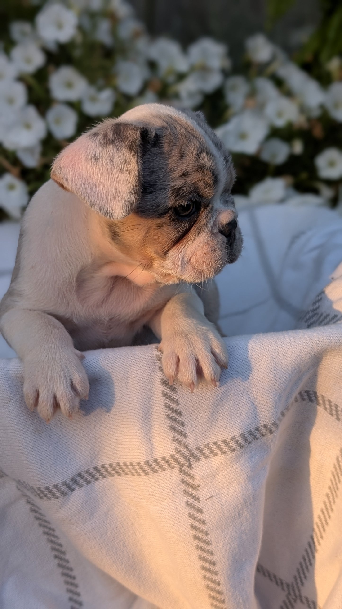 FRENCH BULLDOG (07/15) MALE