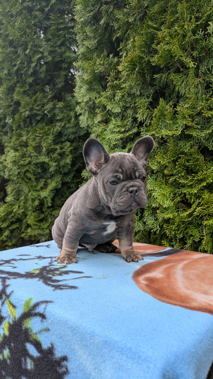 FRENCH BULLDOG (03/04) MALE