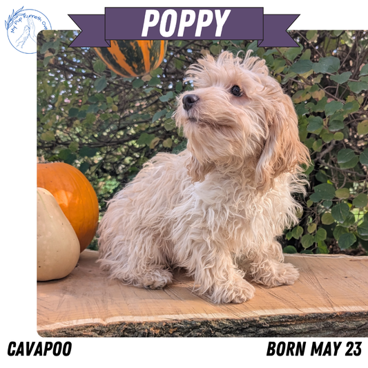 CAVAPOO (05/23) FEMALE