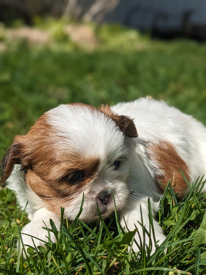 SHIH TZU (03/17) FEMALE