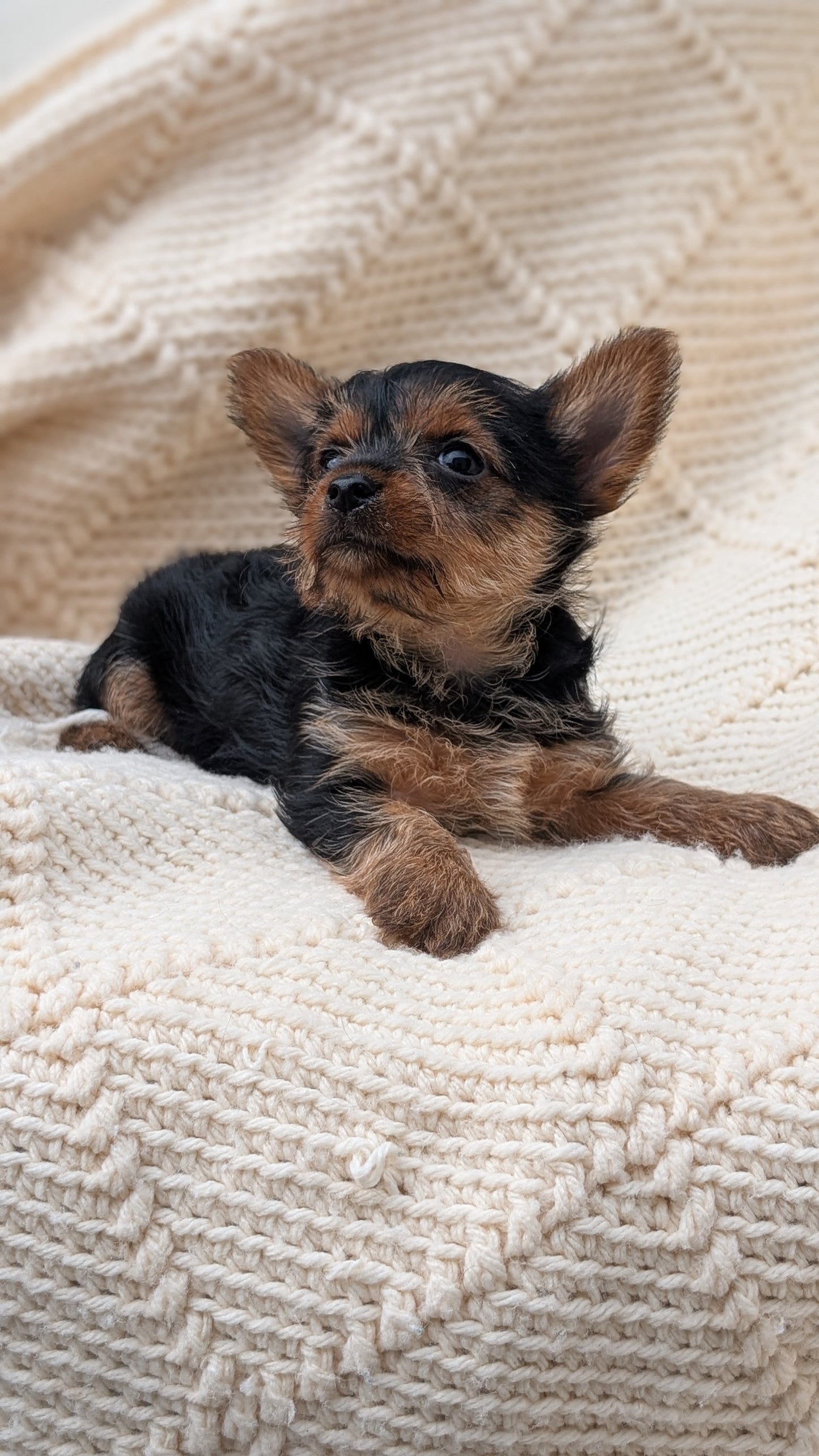 YORKSHIRE TERRIER (MAY 20) FEMALE