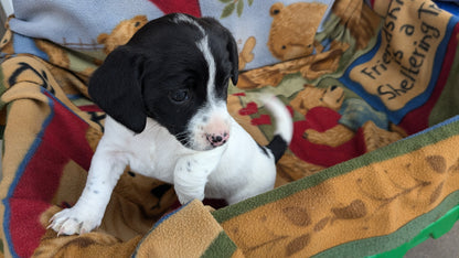 DACHSHUND (10/01) FEMALE