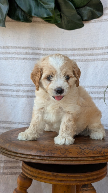 CAVAPOO (MAY 23) FEMALES