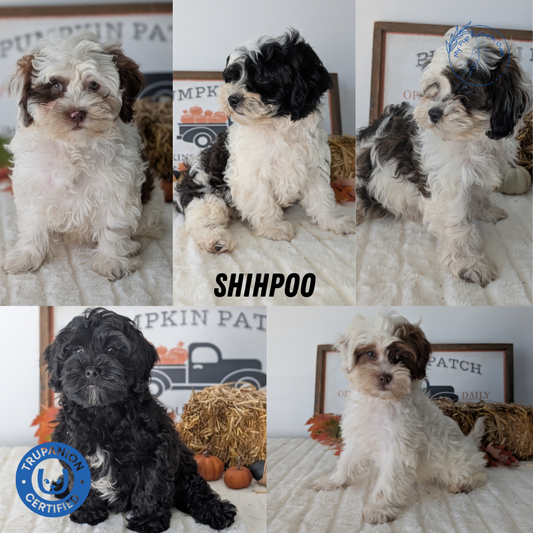 SHIHPOO (07/26) MALE