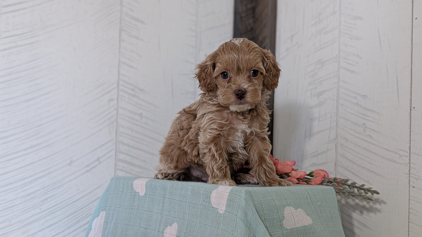 COCKAPOO (FEB 04) FEMALES