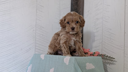 COCKAPOO (FEB 04) FEMALES