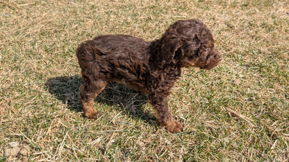 TOY POODLE (01/23) FEMALE