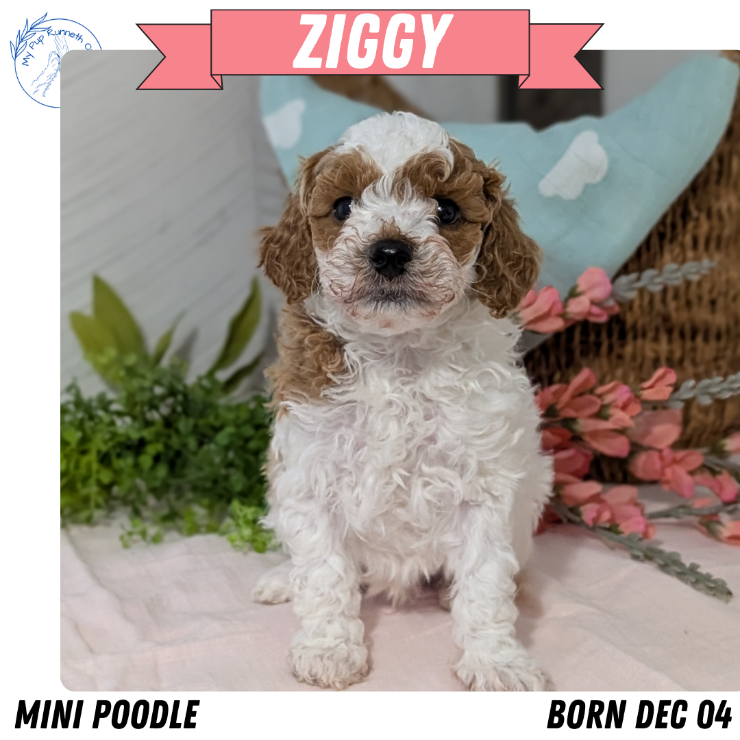 MINI POODLE (DEC 04) MALES