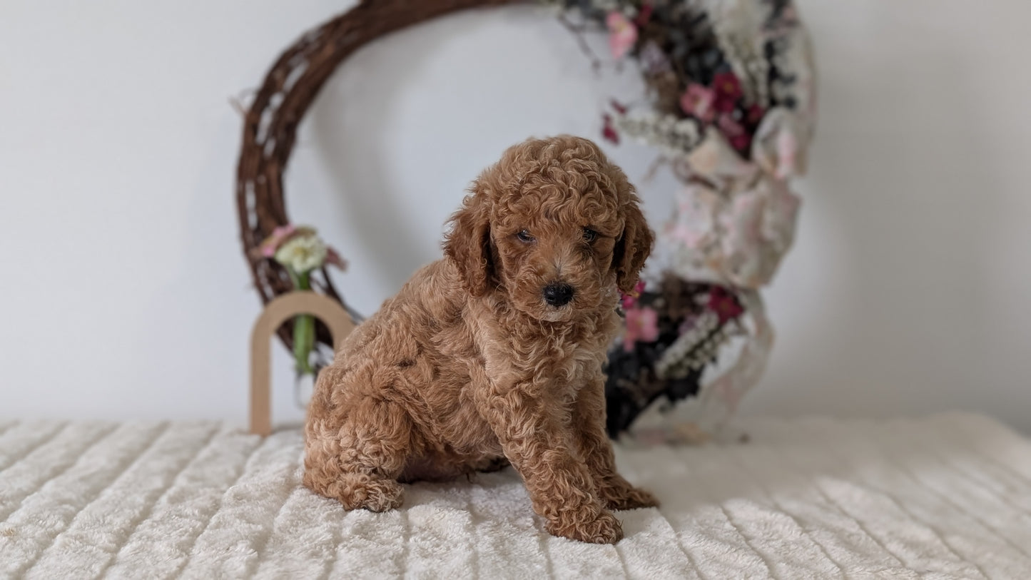 MINI POODLE (JUN 01) MALES