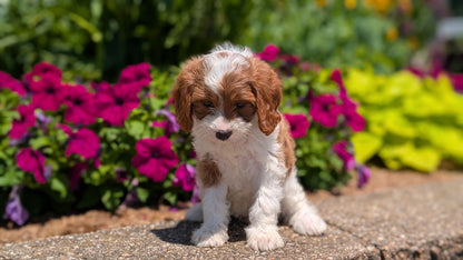 CAVAPOO (MAY 18) FEMALES