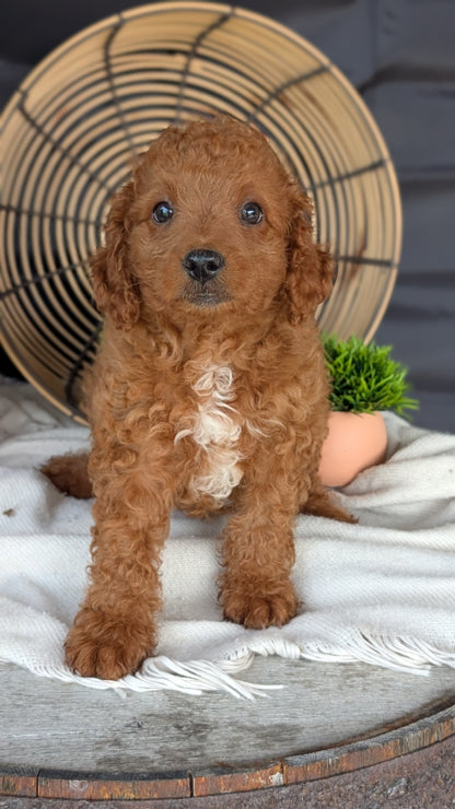 CAVAPOO (MAY 23) MALES