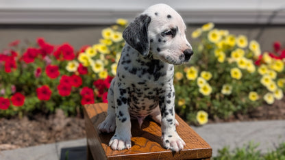 DALMATIAN (JUN 29) MALES