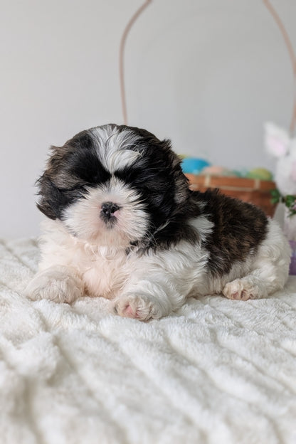 SHIH TZU (FEB 10) FEMALES