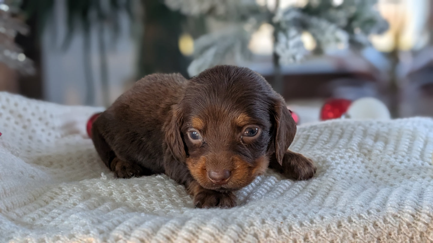 MINI DACHSHUND (NOV 16) MALES