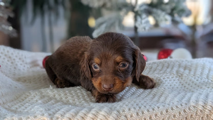 MINI DACHSHUND (NOV 16) MALES