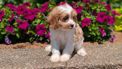 CAVAPOO (MAY 18) FEMALES