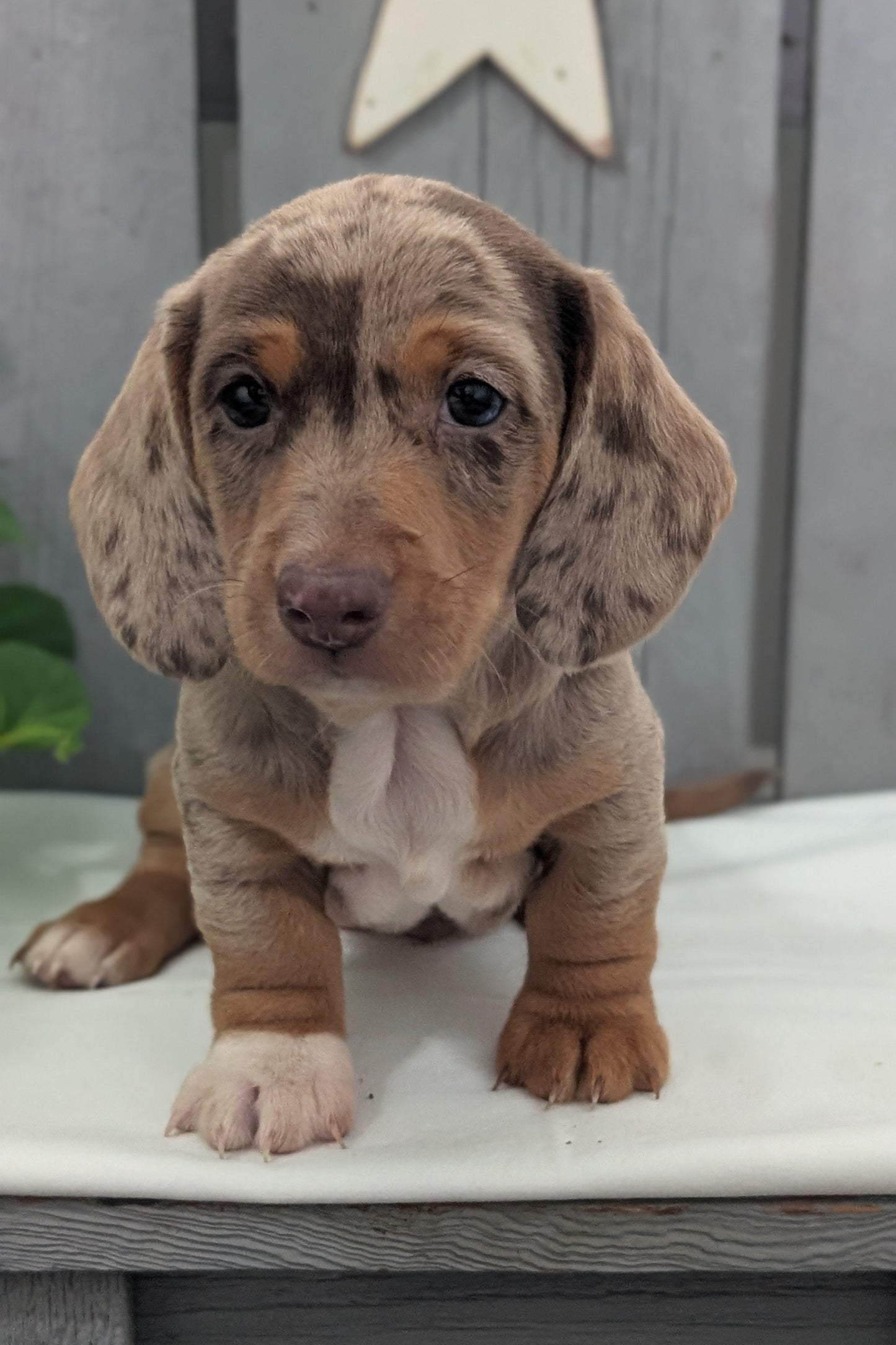 MINI DACHSHUND (MAR 23) MALES