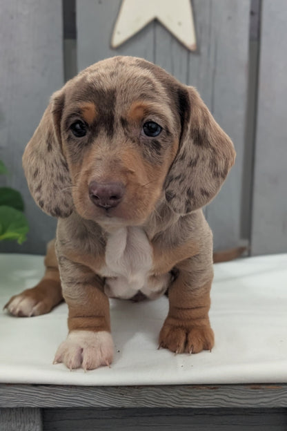 MINI DACHSHUND (MAR 23) MALES
