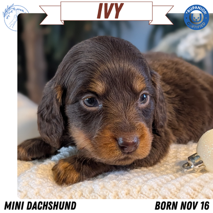MINI DACHSHUND (NOV 16) FEMALES