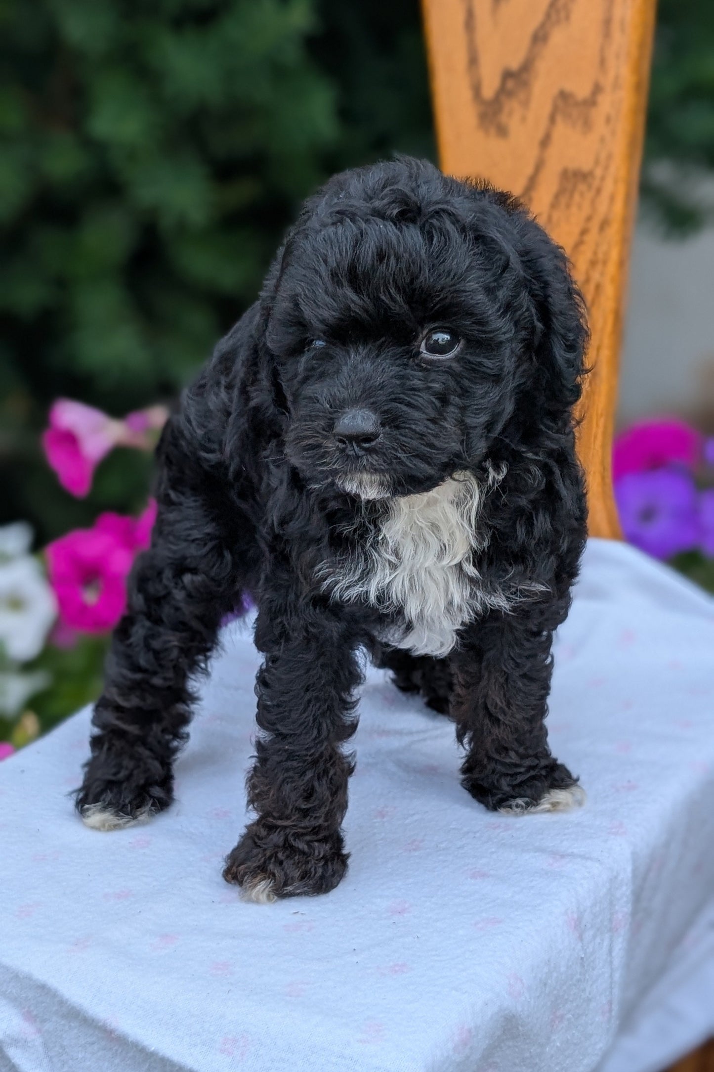 MALTIPOO (JUN 11) MALES