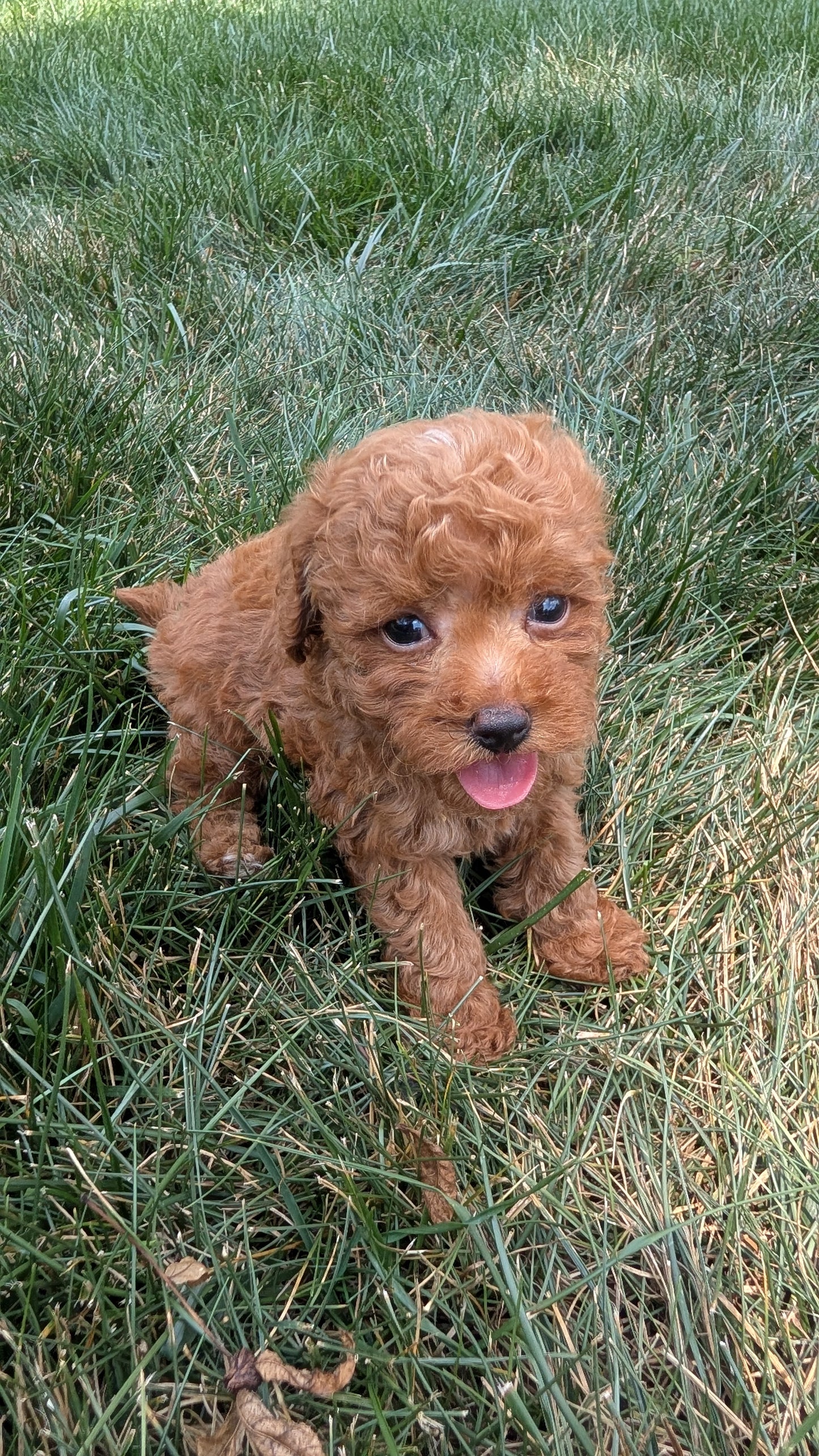 COCKAPOO (05/31) MALE