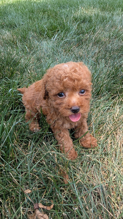 COCKAPOO (05/31) MALE